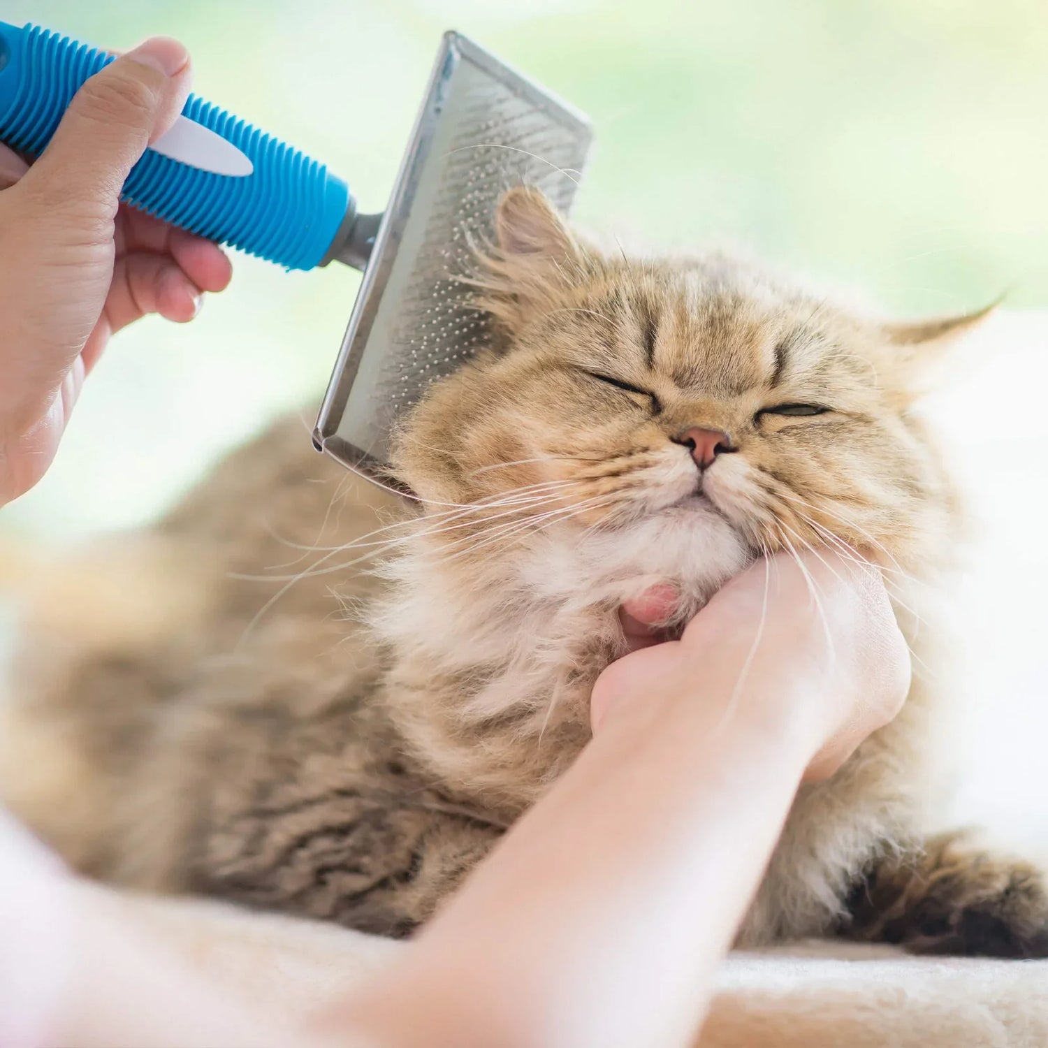 Cat Care